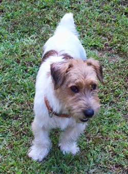 are sporting lucas terrier hypoallergenic